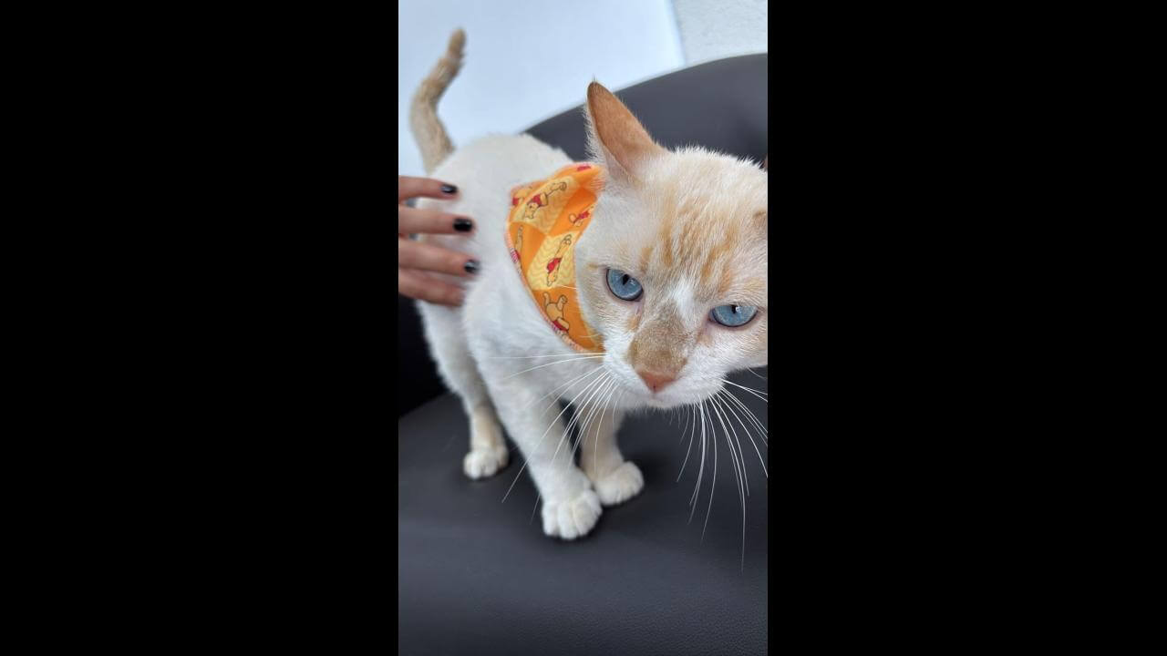 Gato Mendi desapareceu no bairro Neva Gato Mendi desapareceu no bairro Neva