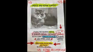 Imagem referente a Gato Salém desapareceu no bairro Neva