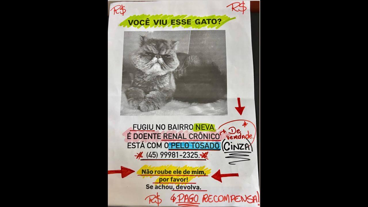 Gato Salém desapareceu no bairro Neva Gato Salém desapareceu no bairro Neva