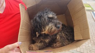 GDE identifica homem que foi flagrado agredindo cachorro no Cascavel Velho