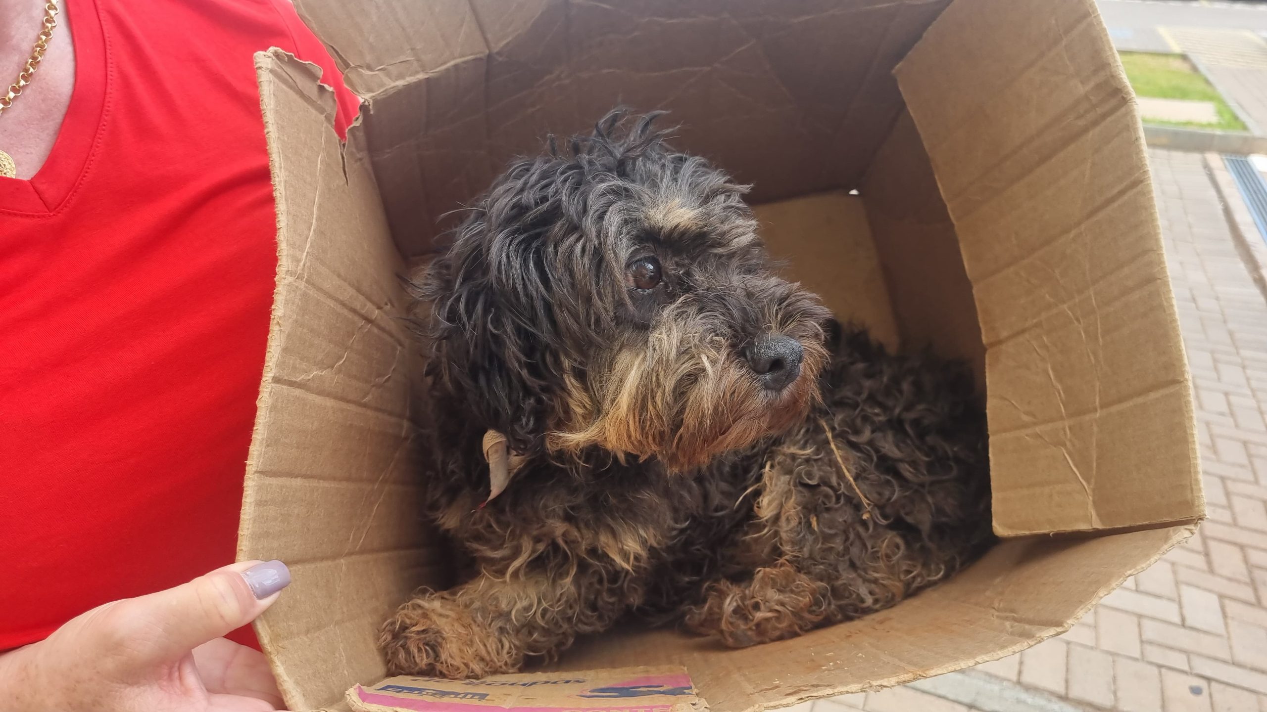 GDE identifica homem que foi flagrado agredindo cachorro no Cascavel Velho