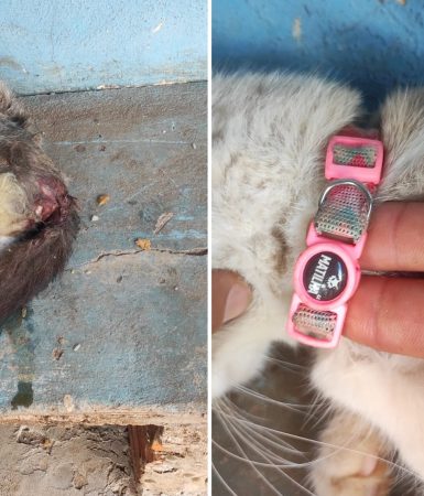 Imagem referente a Internauta procura tutor de gato atropelado na Rua Pablo Neruda