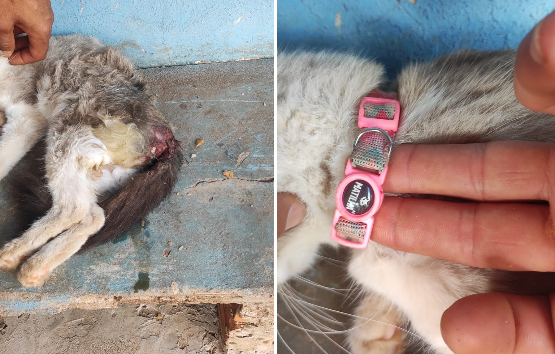 Internauta procura tutor de gato atropelado na Rua Pablo Neruda Internauta procura tutor de gato atropelado na Rua Pablo Neruda
