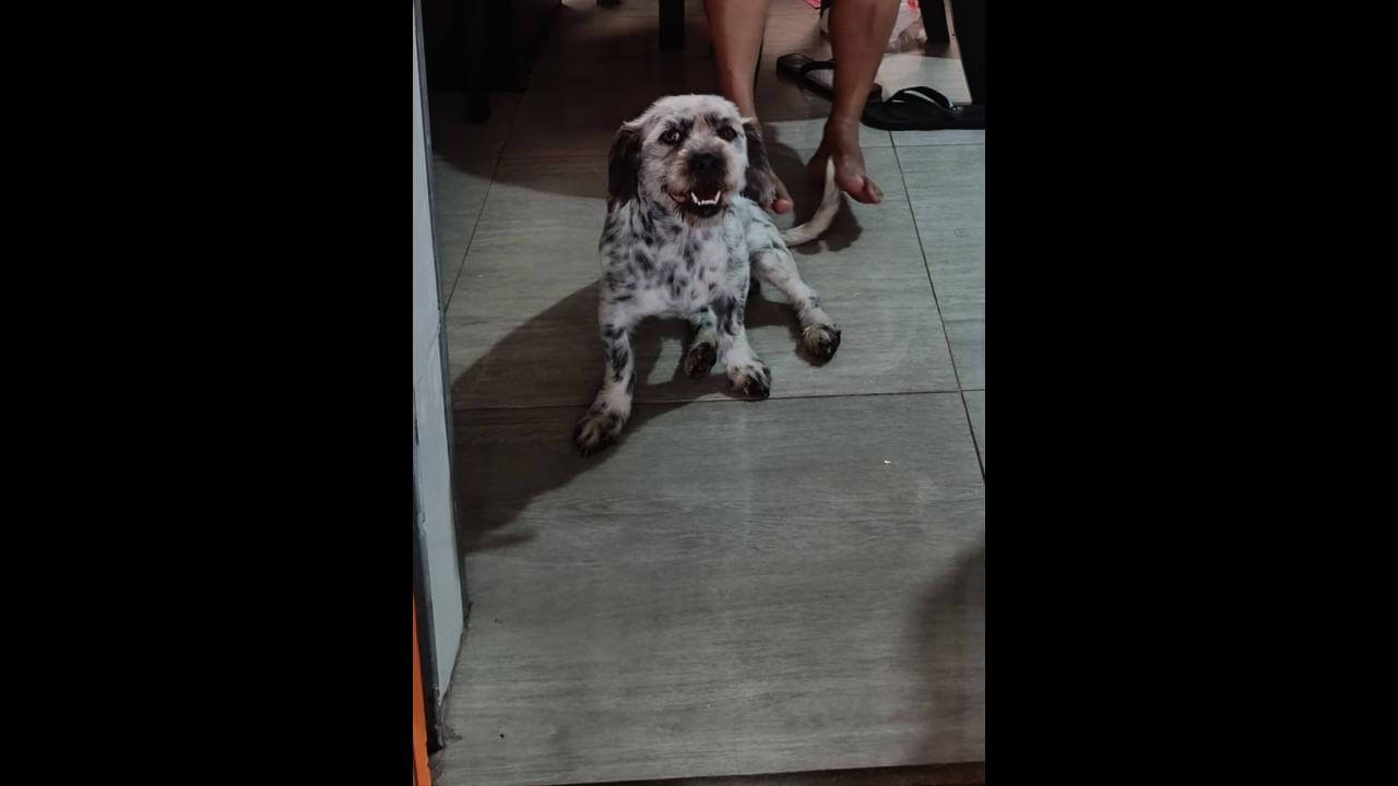 Cachorro Campeão desapareceu no bairro Cascavel Velho