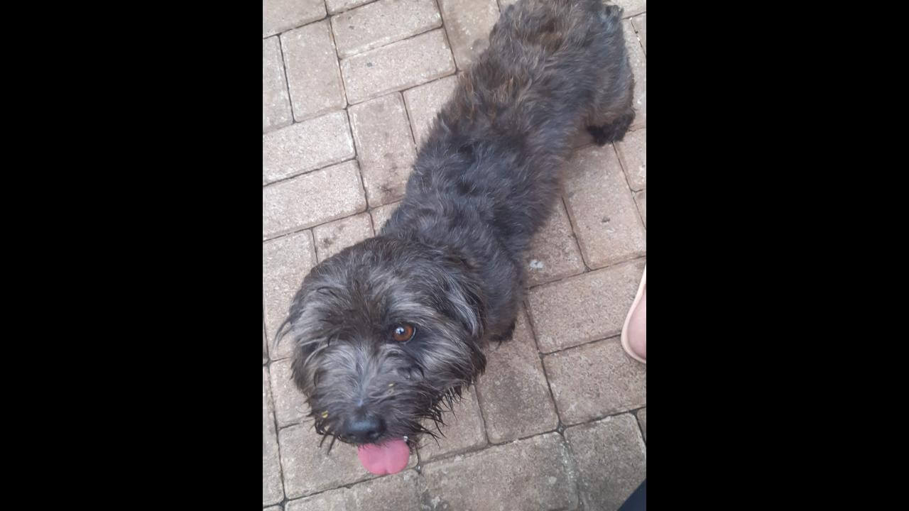 Cachorro é encontrado no bairro Canadá