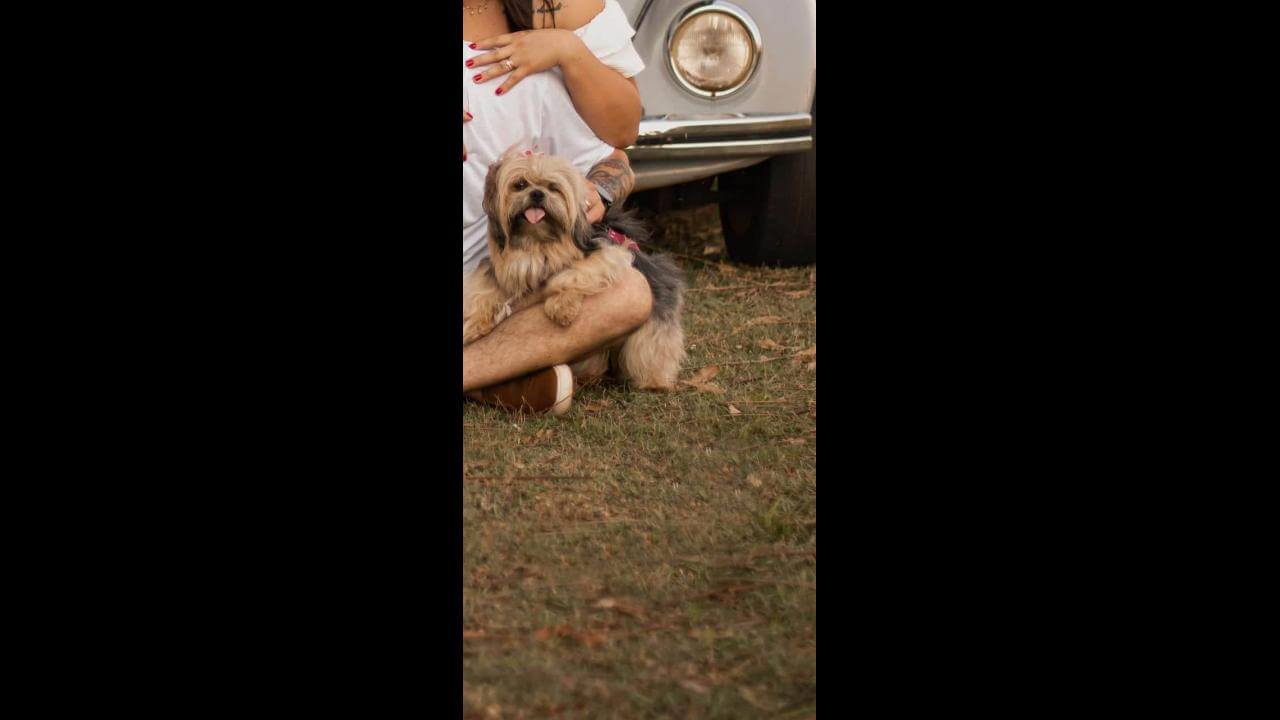 Cachorra Frida desapareceu no bairro Presidente