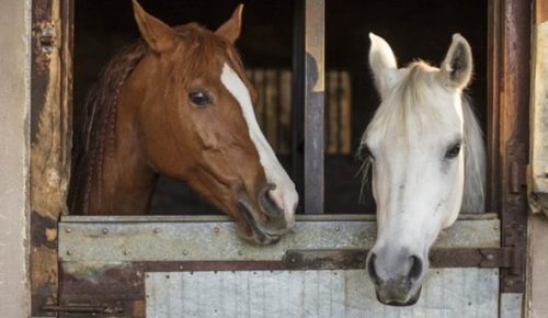 Imagem referente a “Caubói do tráfico” é preso em flagrante ao tentar se desfazer de maconha em baia de cavalos