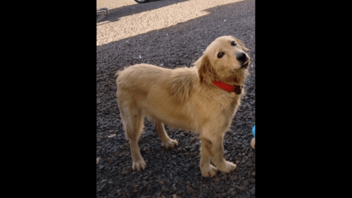 Imagem referente a Cachorra Amora desapareceu no bairro São Cristóvão