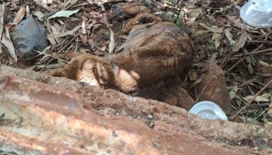 Imagem referente a Internauta faz apelo por resgate de cão em estado crítico em Cascavel