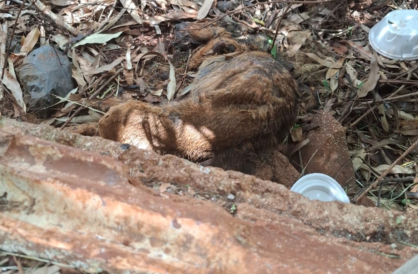 Internauta faz apelo por resgate de cão em estado crítico em Cascavel