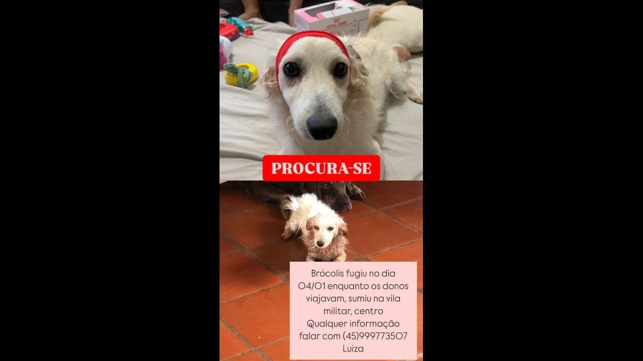Cachorro desapareceu no bairro Centro