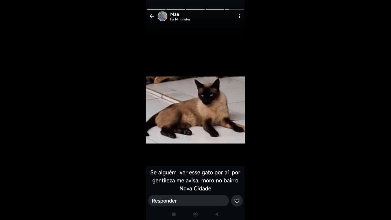 Gato Mickey desapareceu no bairro Jardim União