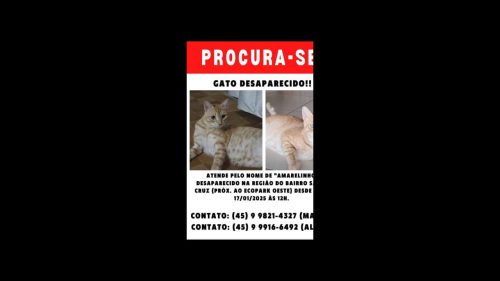 Imagem referente a Gato Amarelinho desapareceu no bairro Santa Cruz