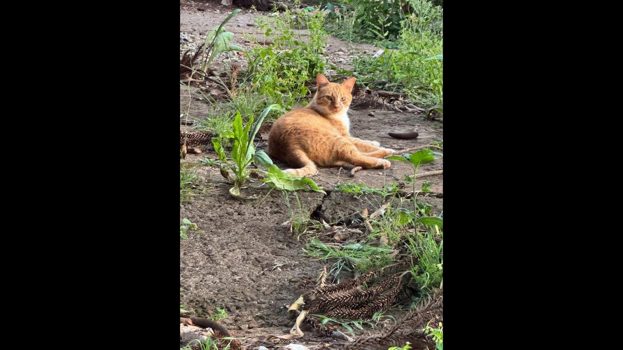 Gato Bob desapareceu no bairro Country Gato Bob desapareceu no bairro Country