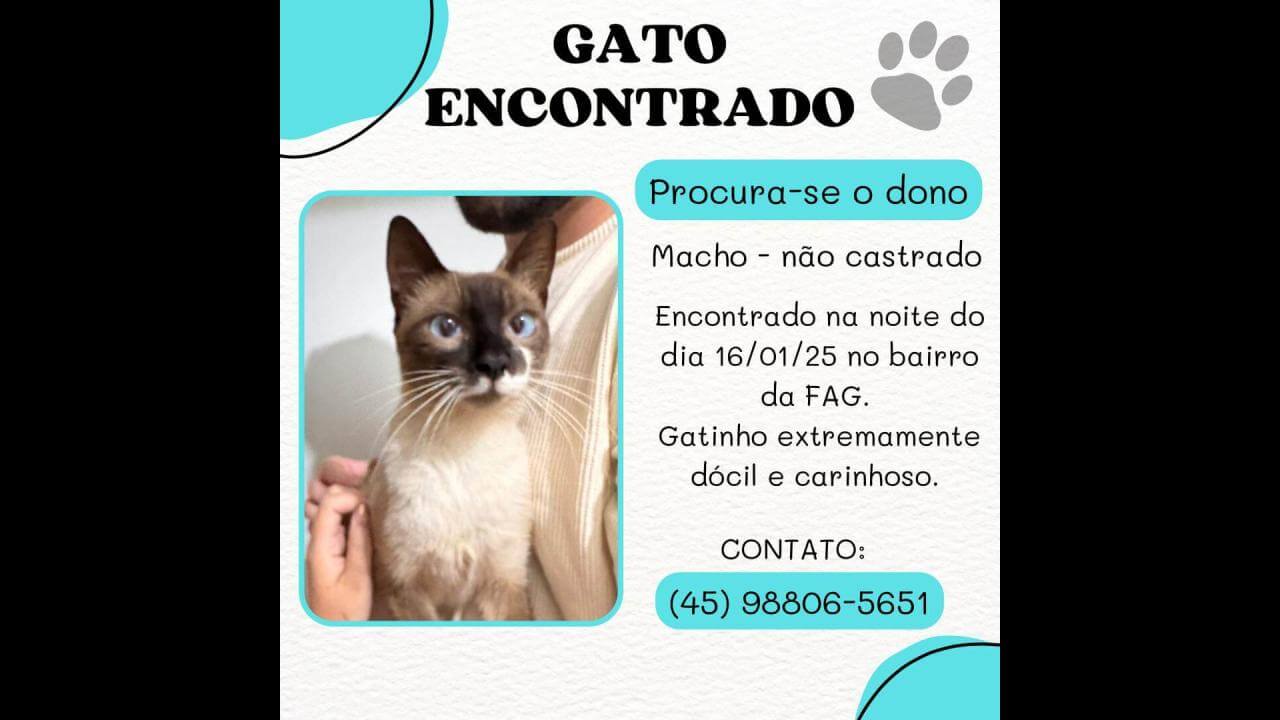 Gato é encontrado no bairro Fag Gato é encontrado no bairro Fag