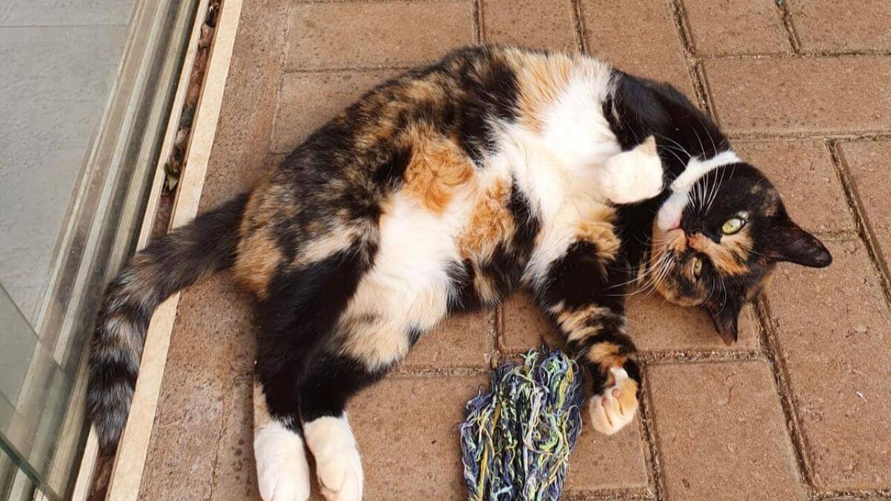 Gata Ágatha desapareceu no bairro Canadá