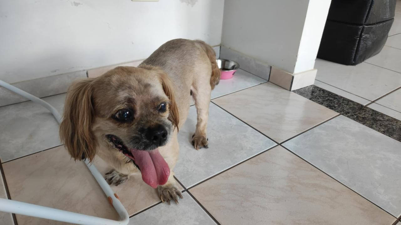 Cachorro é encontrado no bairro Alto Alegre