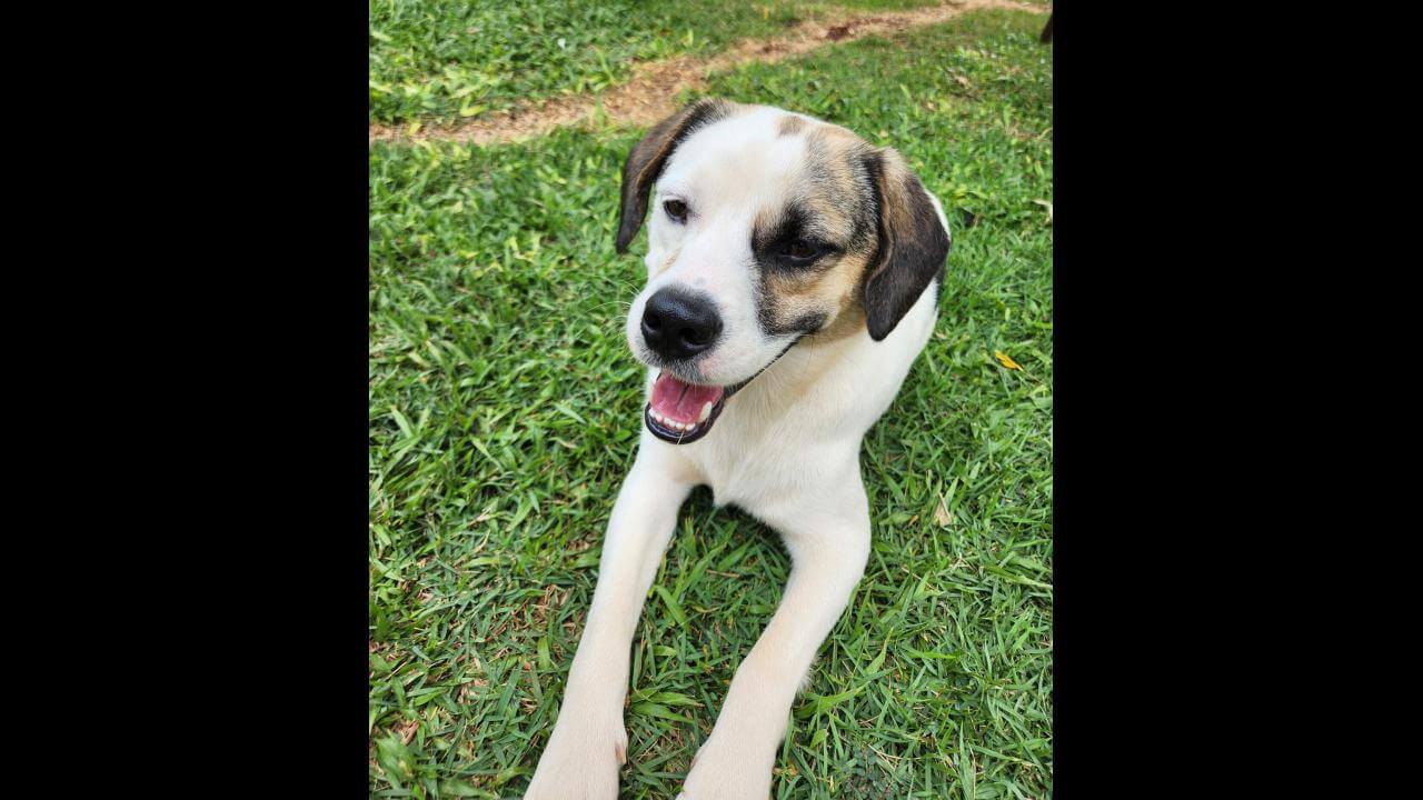 Cachorro é encontrado no bairro Coqueiral