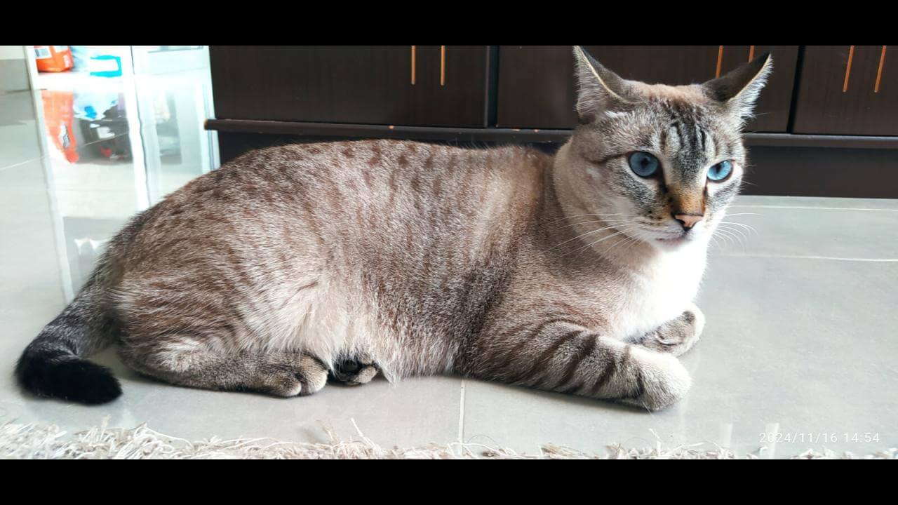 Gato Sunny desapareceu no bairro Tropical III