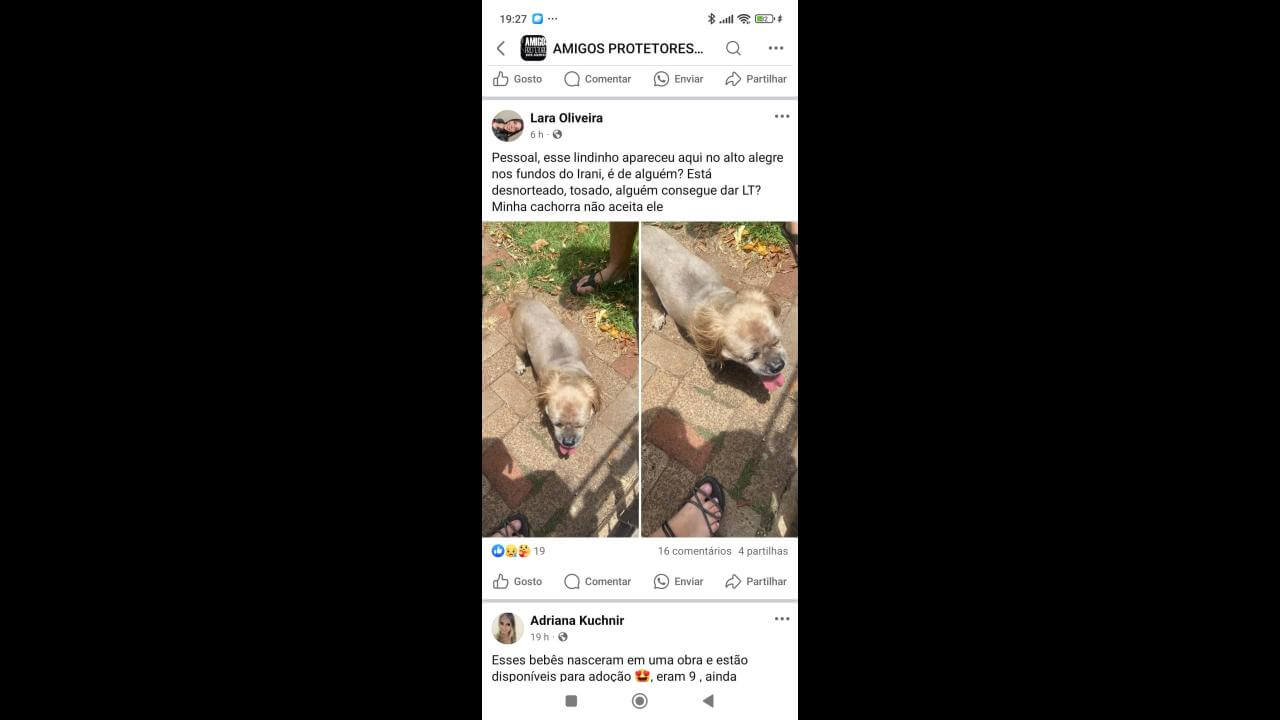 Cachorro Jhonny desapareceu no bairro Alto Alegre Cachorro Jhonny desapareceu no bairro Alto Alegre