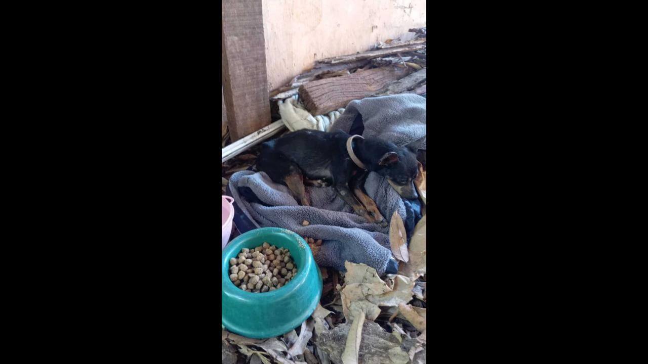 Cachorro é encontrado no bairro Brasília Cachorro é encontrado no bairro Brasília
