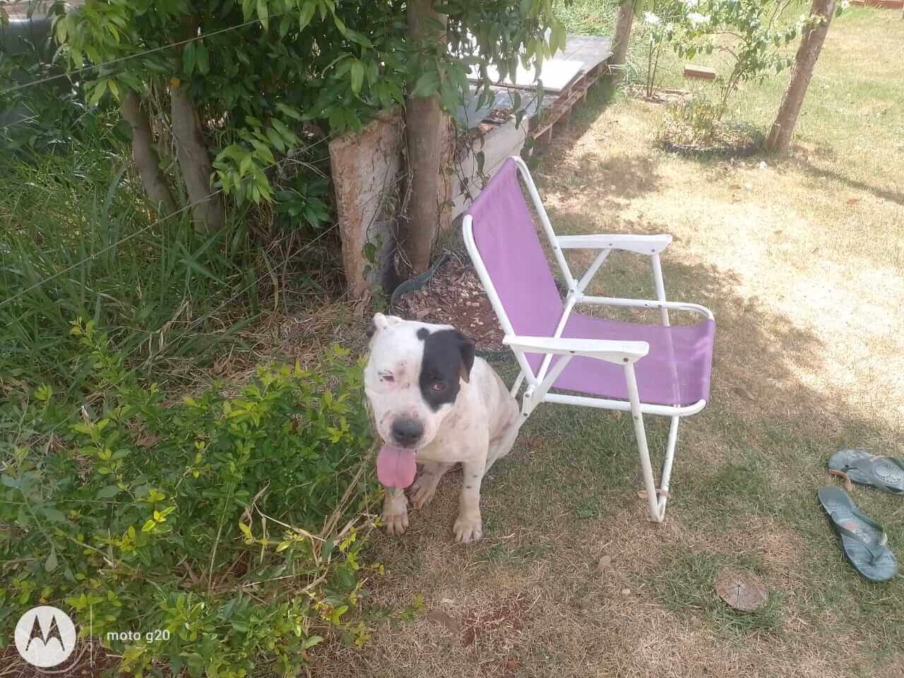 Cachorro é encontrado no bairro Pioneiros Catarinenses Cachorro é encontrado no bairro Pioneiros Catarinenses