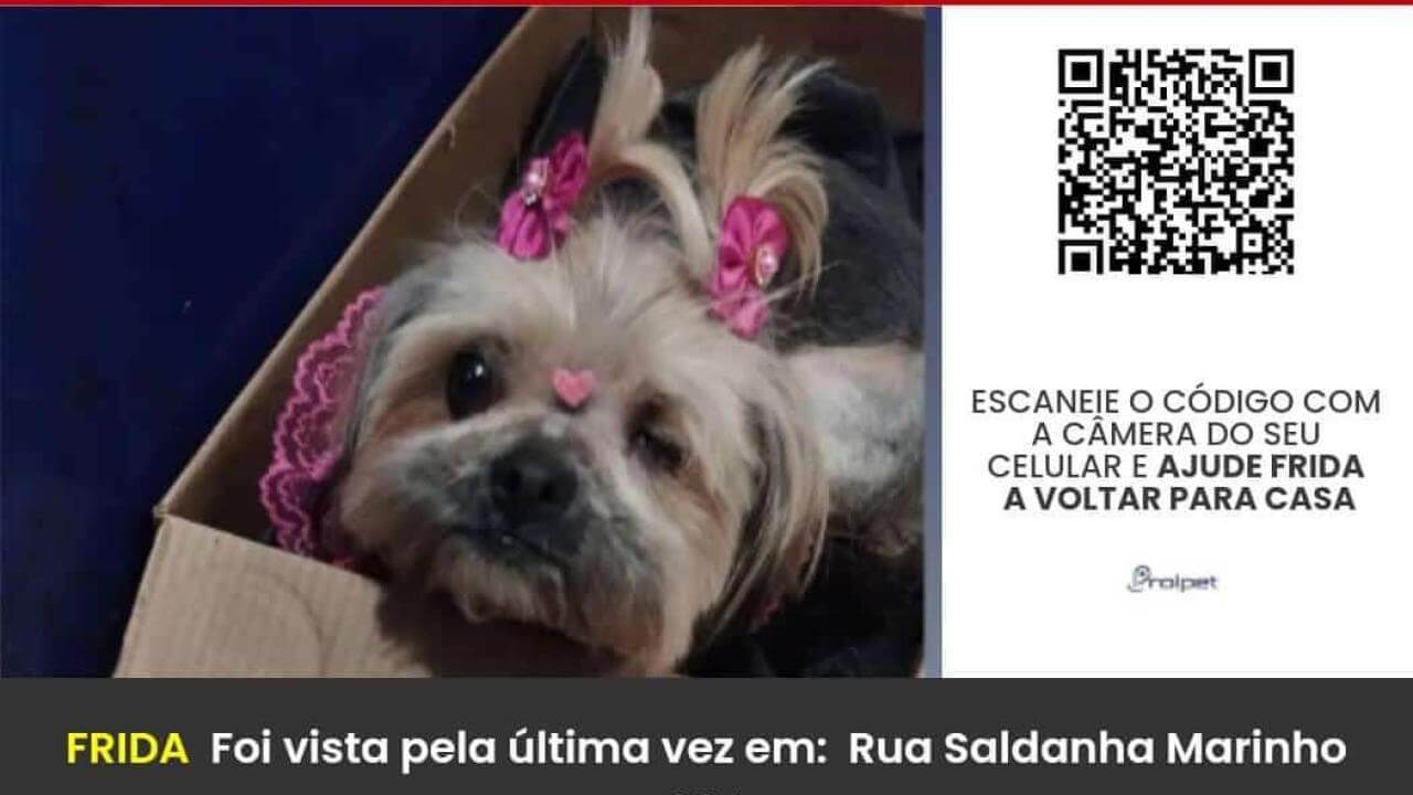 Cachorra Frida desapareceu no bairro Presidente Cachorra Frida desapareceu no bairro Presidente