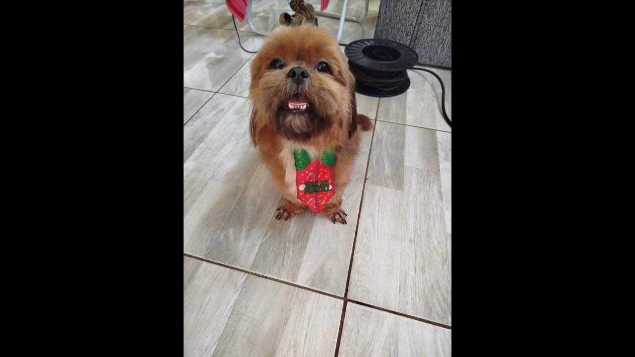 Cachorro Tody desapareceu no bairro Belmonte Cachorro Tody desapareceu no bairro Belmonte