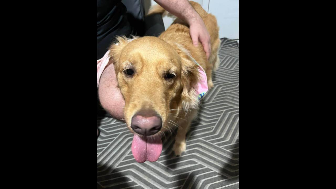 Cachorra é encontrada no bairro Parque Verde Cachorra é encontrada no bairro Parque Verde