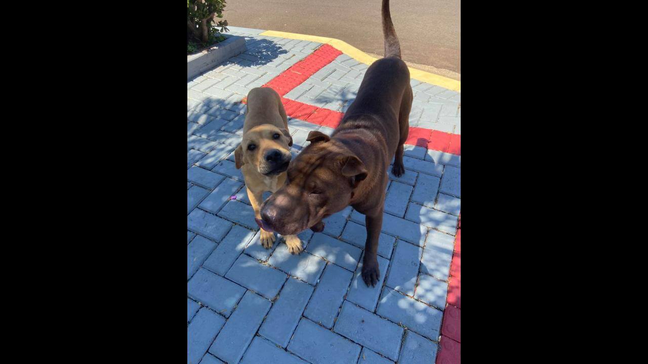 Cachorra é encontrada no bairro Pacaembu Cachorra é encontrada no bairro Pacaembu