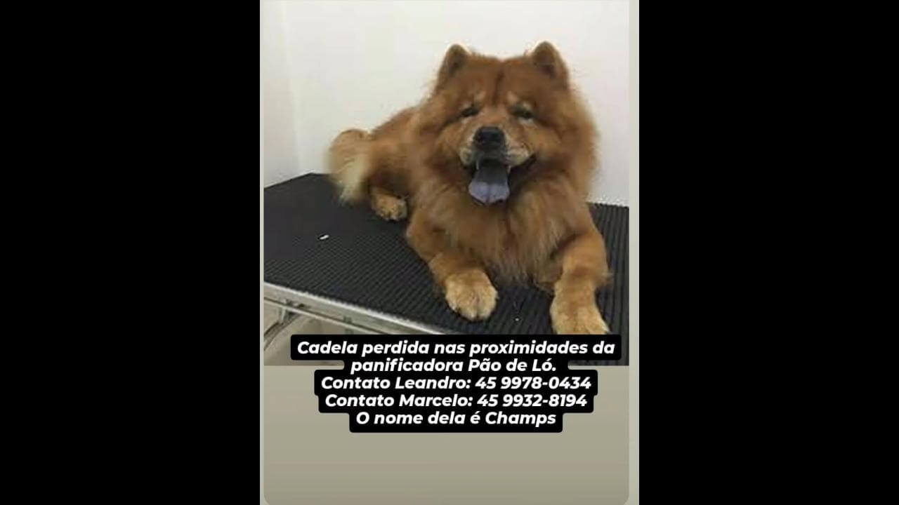Cachorro Champs desapareceu no bairro Centro Cachorro Champs desapareceu no bairro Centro