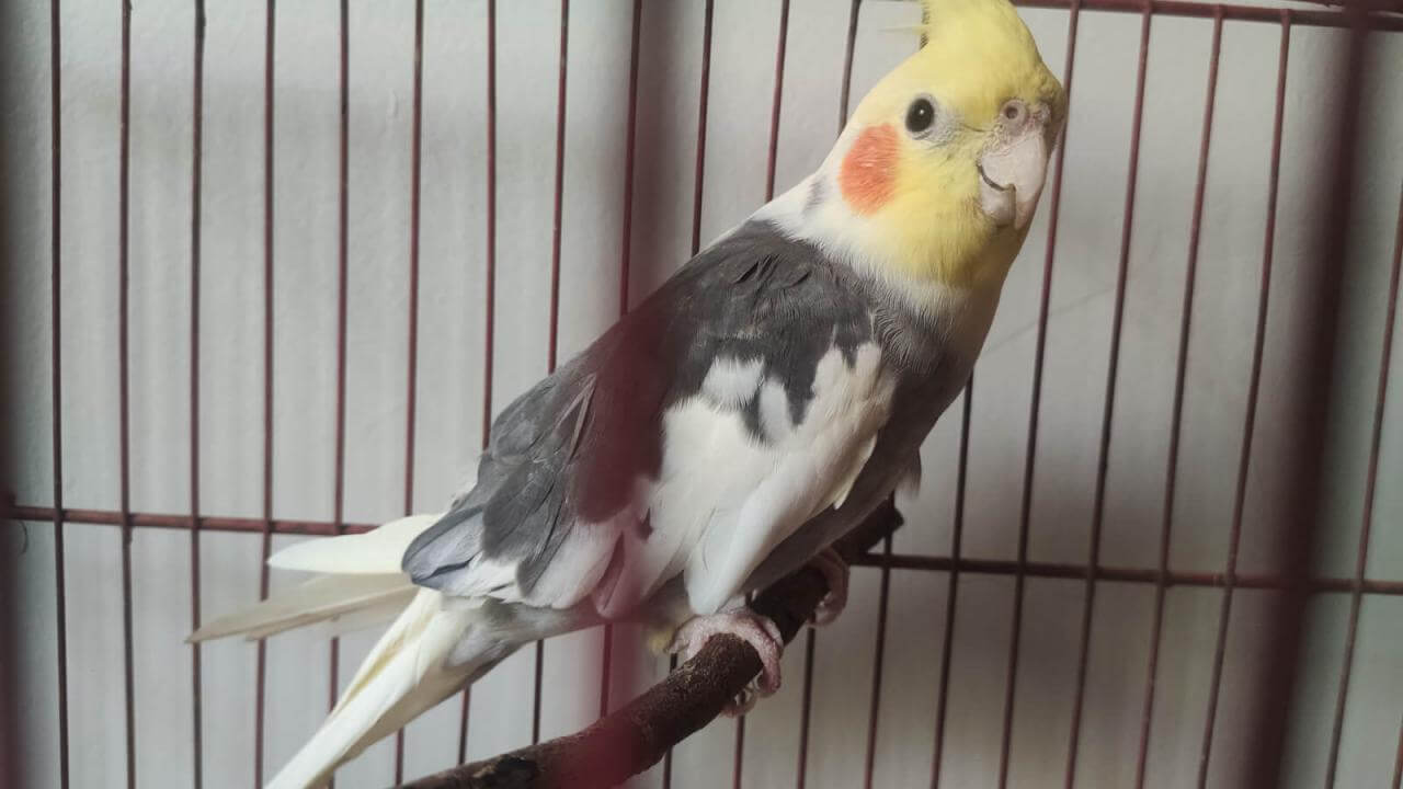 Calopsita é encontrado no bairro São Cristóvão