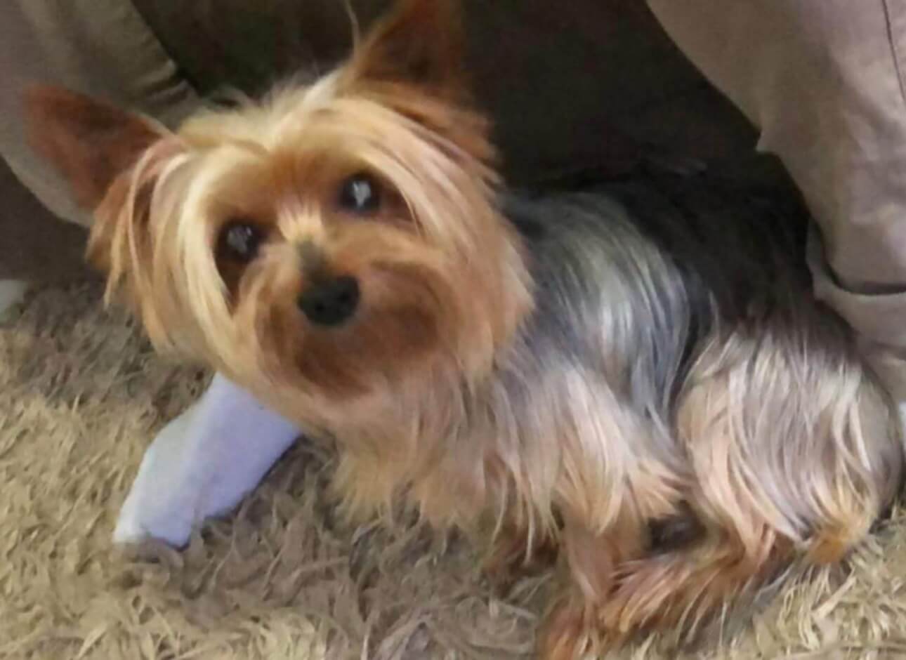 Cachorro Apólo desapareceu no bairro Brasília
