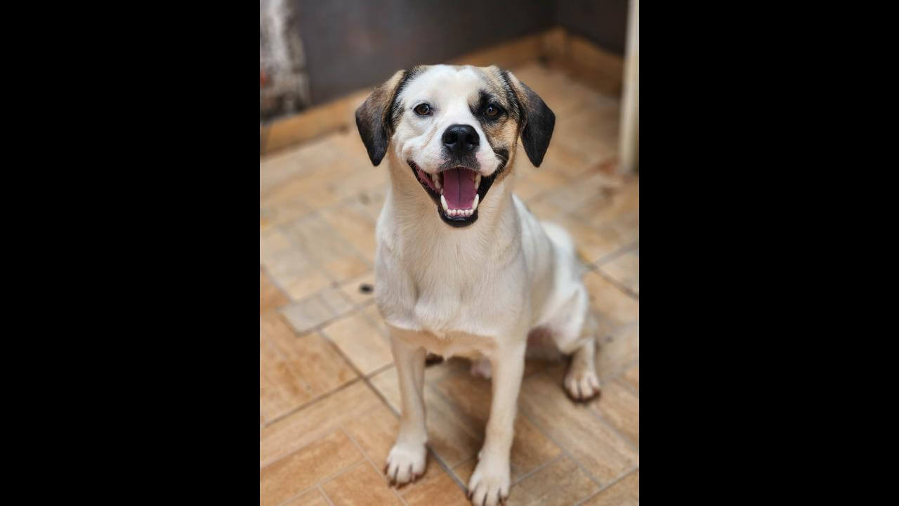 Cachorro é encontrado no bairro Coqueiral