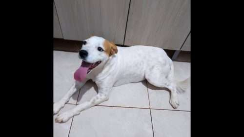 Imagem referente a Cachorra é encontrada no bairro Esmeralda