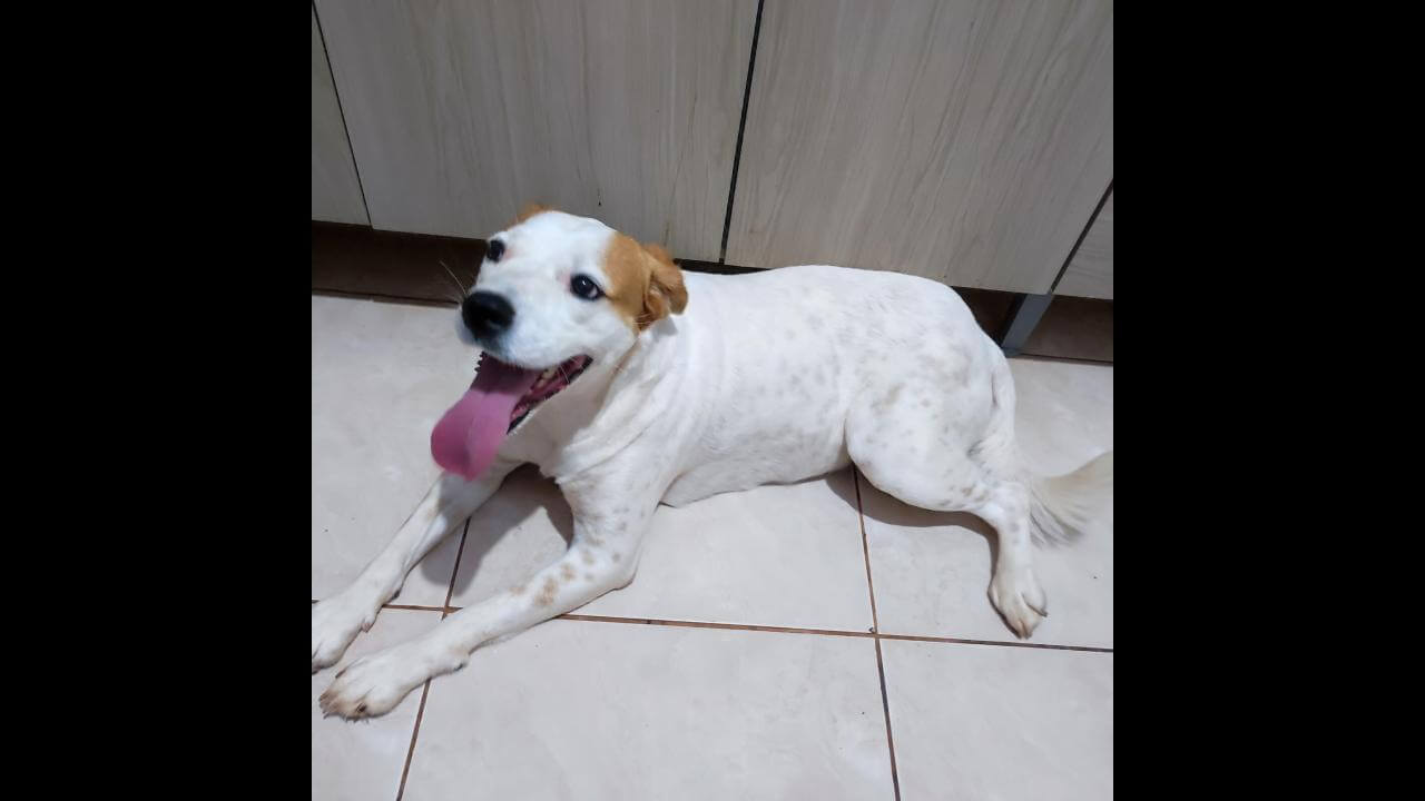 Cachorra é encontrada no bairro Esmeralda