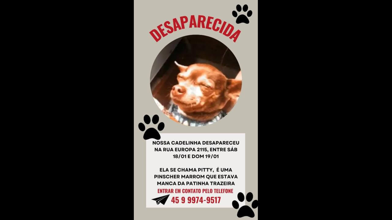 Cachorra Pitty desapareceu no bairro Brasília