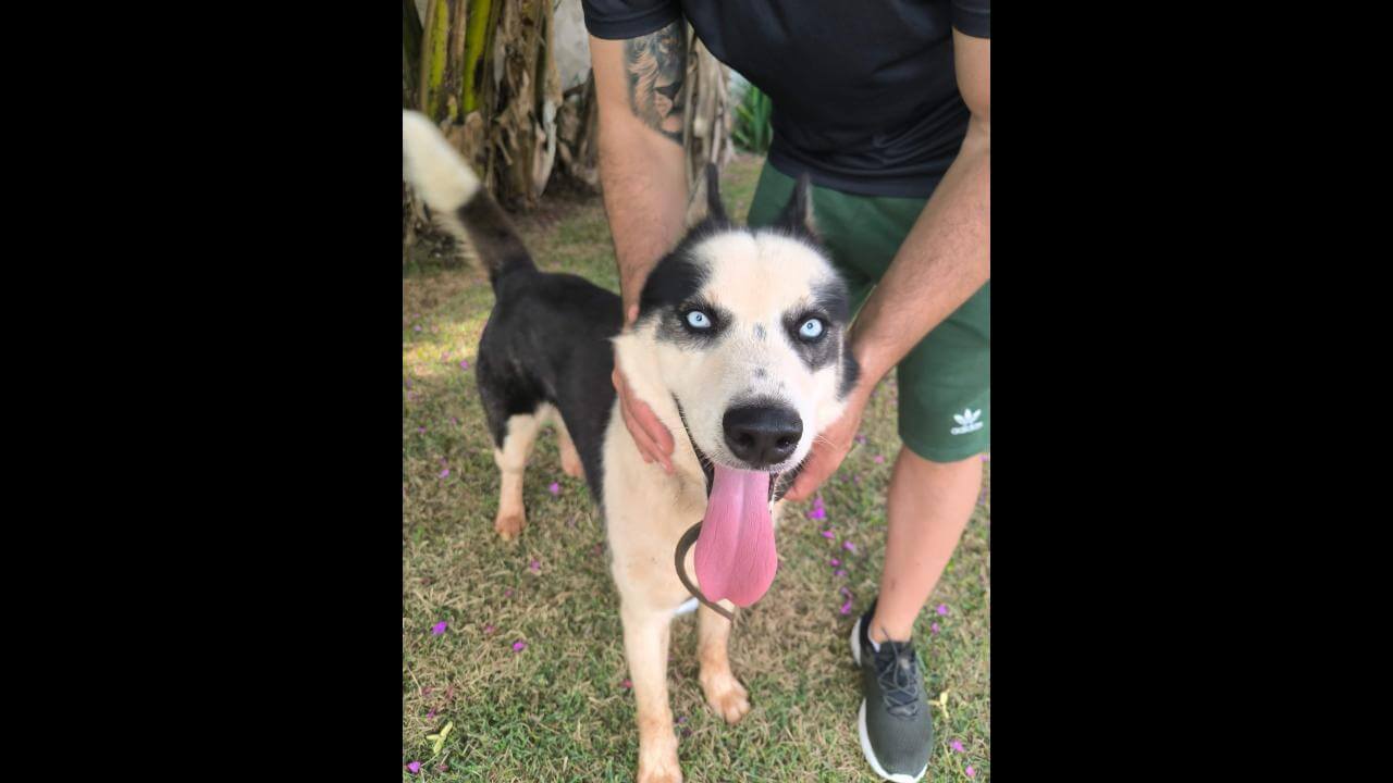 Cachorro é encontrado no bairro São Cristóvão