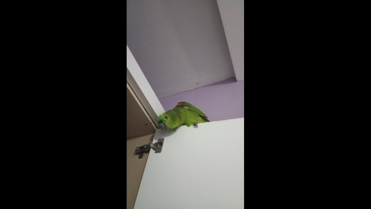 Papagaio chicao desapareceu no bairro Cancelli
