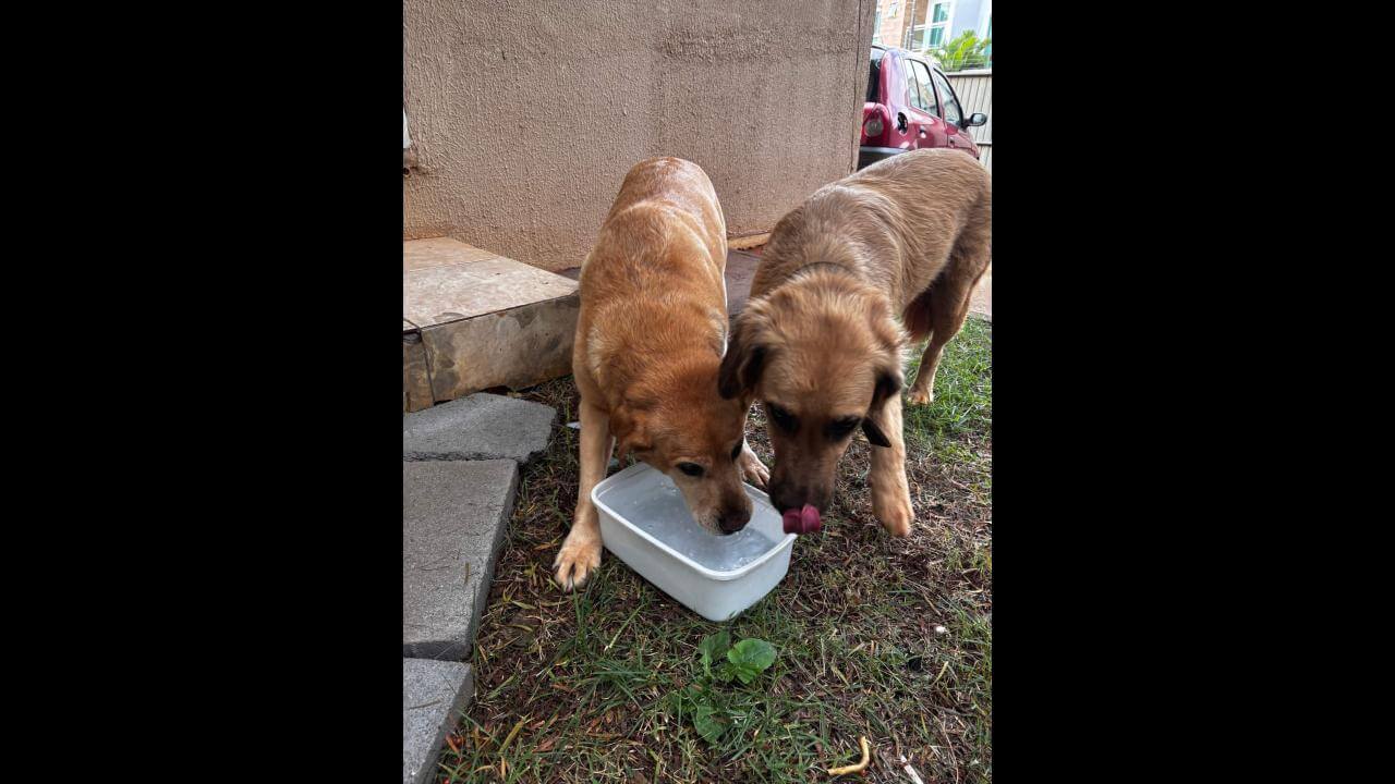 Cachorra é encontrada no bairro Parque São Paulo