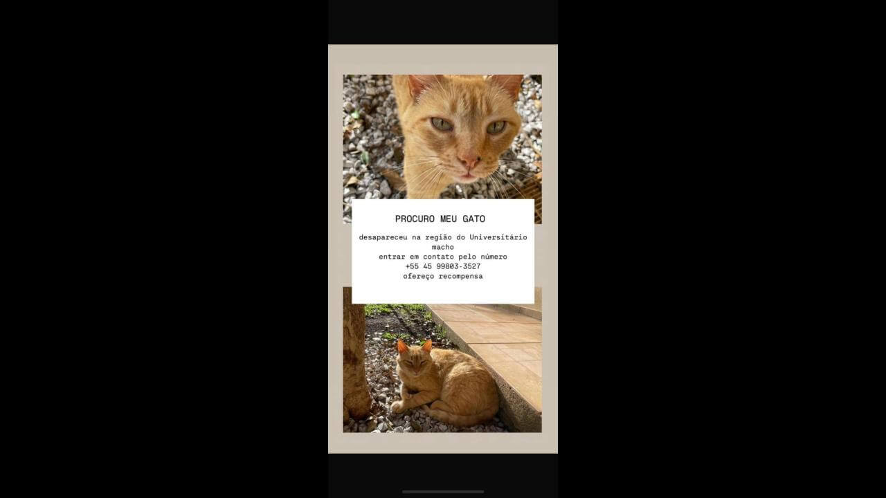 Gato Mimi desapareceu no bairro Universitário