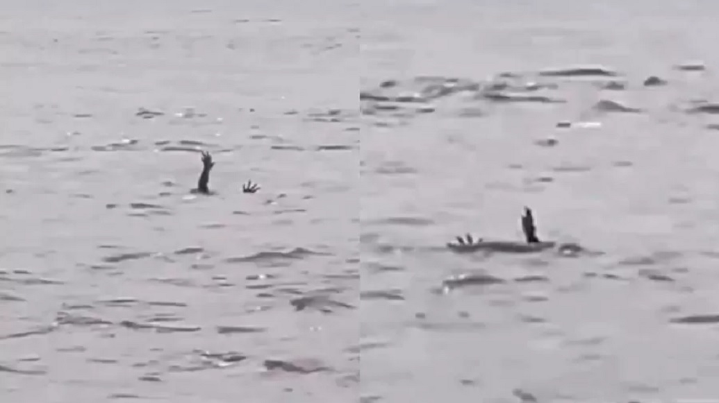 Era cilada? Entenda o comportamento do crocodilo 'se afogando'
