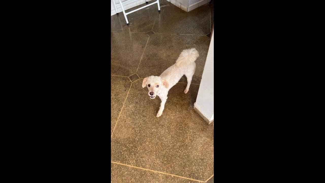 Cachorro é encontrado no bairro Brasília