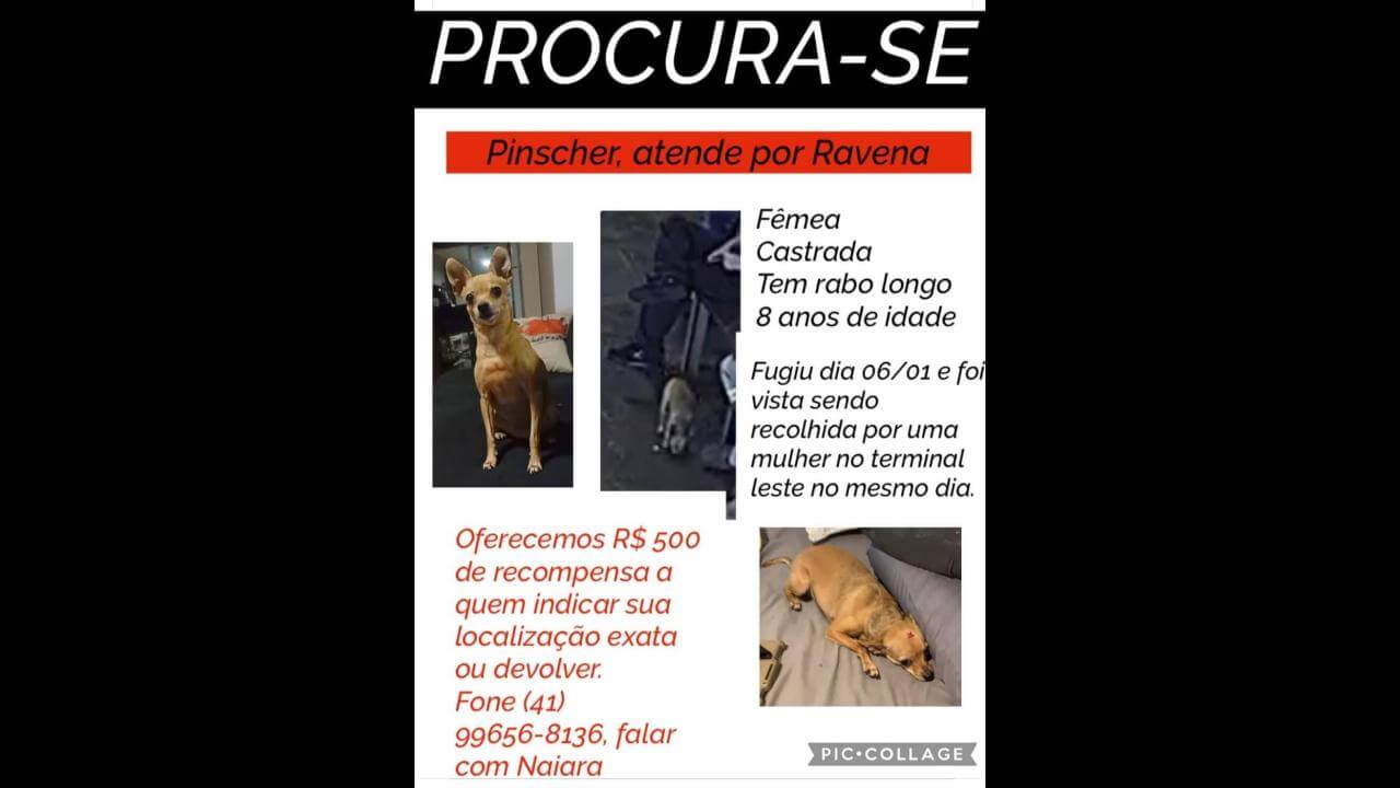 Cachorra Ravena desapareceu no bairro São Cristóvão