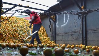 Exportações de frutas do Paraná crescem 33% e chegam a US$ 14 milhões em 2024