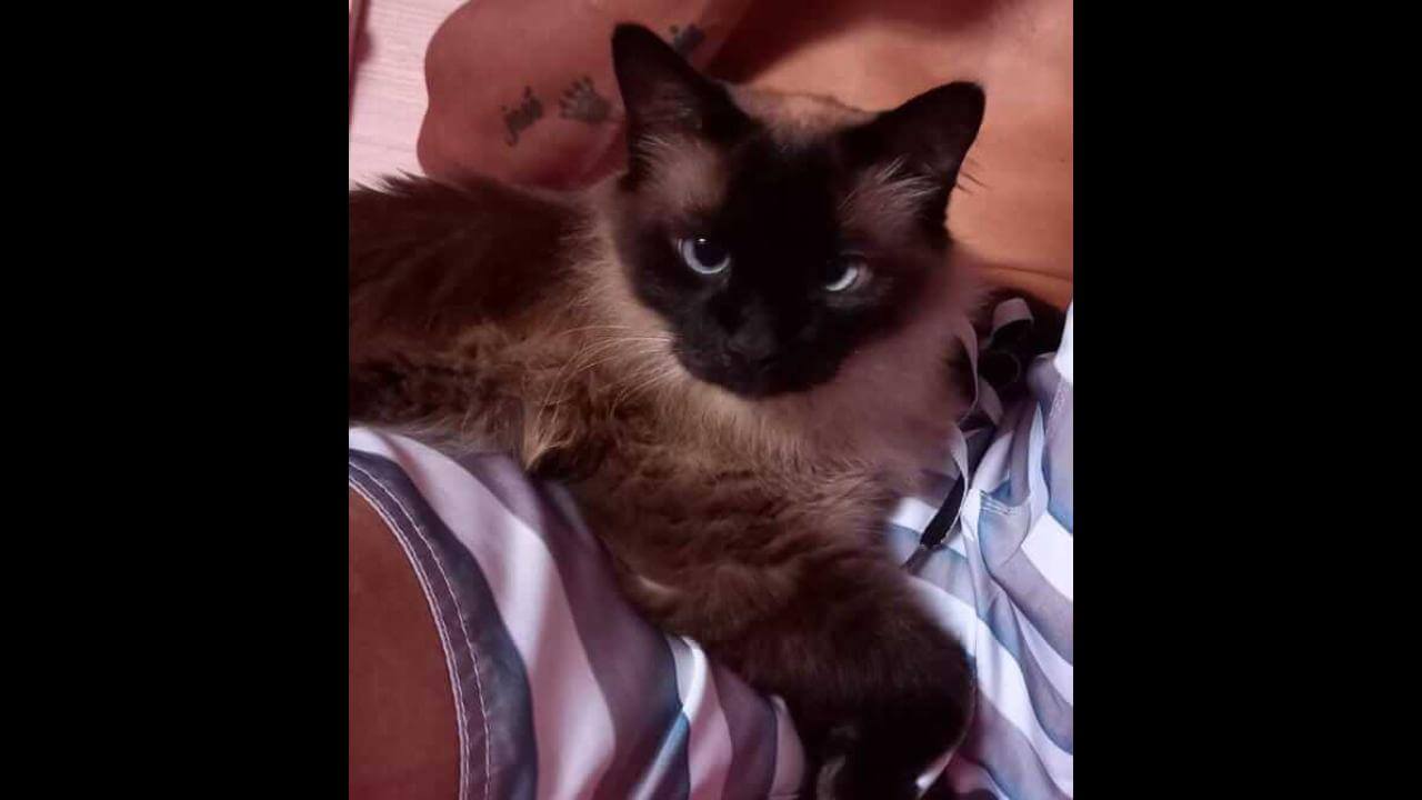 Gato Cidinho desapareceu no bairro Barcelona