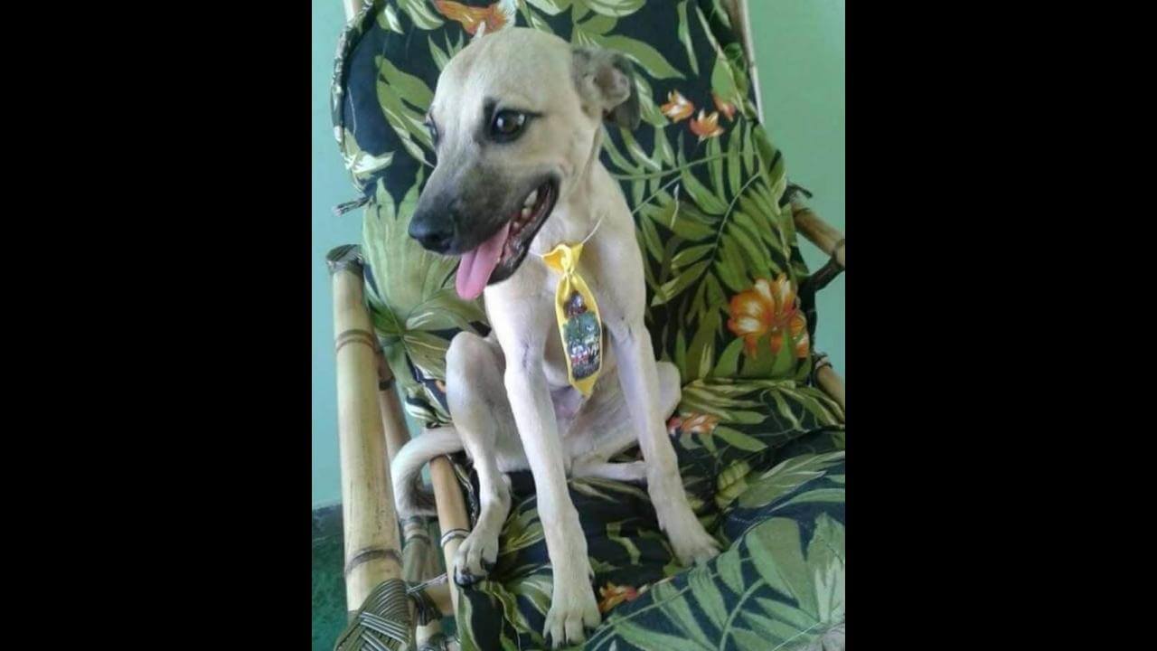 Cachorro Biju desapareceu no bairro Nova Cidade