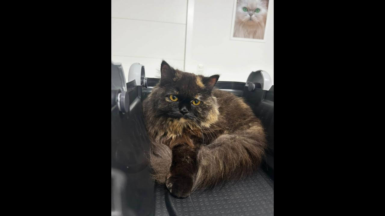Gata Mel desapareceu no bairro Pacaembu