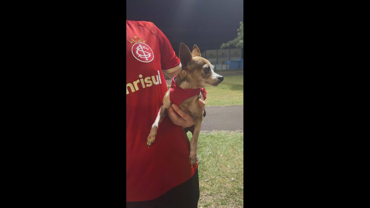 Cachorro é encontrado no bairro Alto Alegre Cachorro é encontrado no bairro Alto Alegre