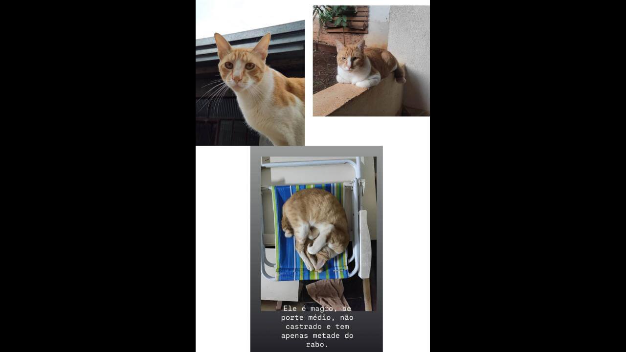 Gato Laranja desapareceu no bairro Coqueiral Gato Laranja desapareceu no bairro Coqueiral